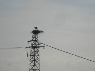 Cicognidi