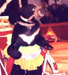 Angelica D'Agliano: L'orso Angelica D'Agliano: L'orso