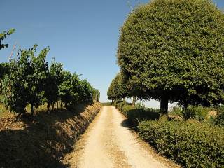 Villa Giovannini: la strada sterrata di accesso Villa Giovannini: la strada sterrata di accesso