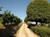Villa Giovannini: la strada sterrata di accesso